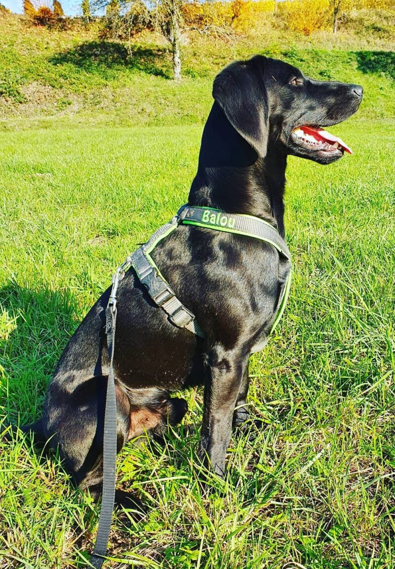 Schwarzer Hund mit grünem Geschirr sitzt auf einer Wiese und schaut zur Seite.